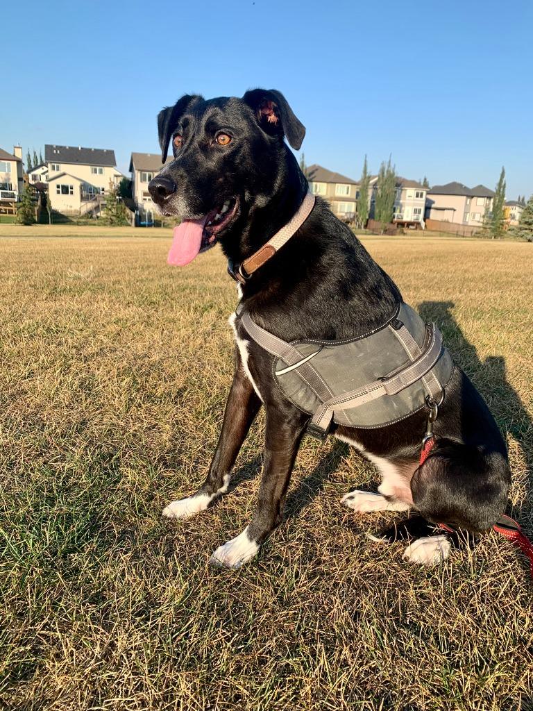 Ollie, Adoptable, Adult Male Border Collie & Catahoula Leopard Dog.