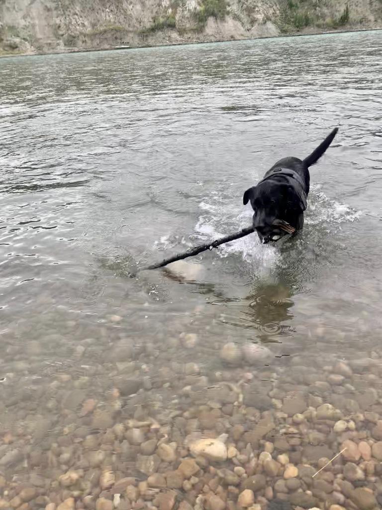 Enlarge Ollie, a Adoptable mixed breed in Didsbury, AB image 2/3