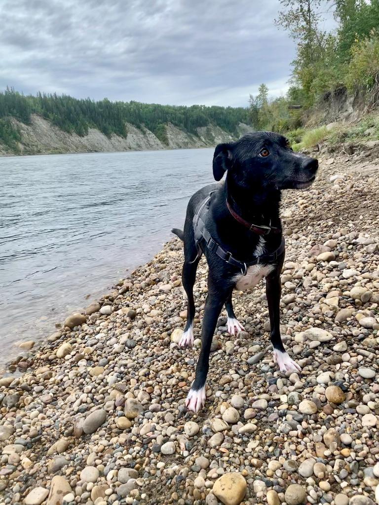 Enlarge Ollie, a Adoptable mixed breed in Didsbury, AB image 3/3