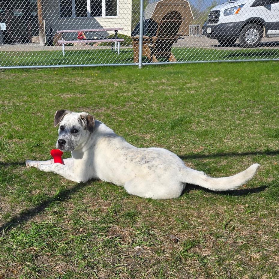 Rainier, Adoptable, Young Male Australian Cattle Dog / Blue Heeler & Mixed Breed.