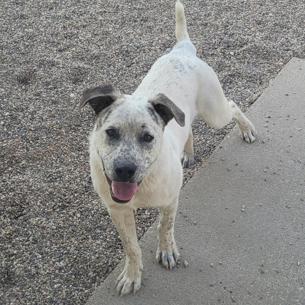 Enlarge Rainier, a Adoptable mixed breed in Detroit Lakes, MN image 5/6