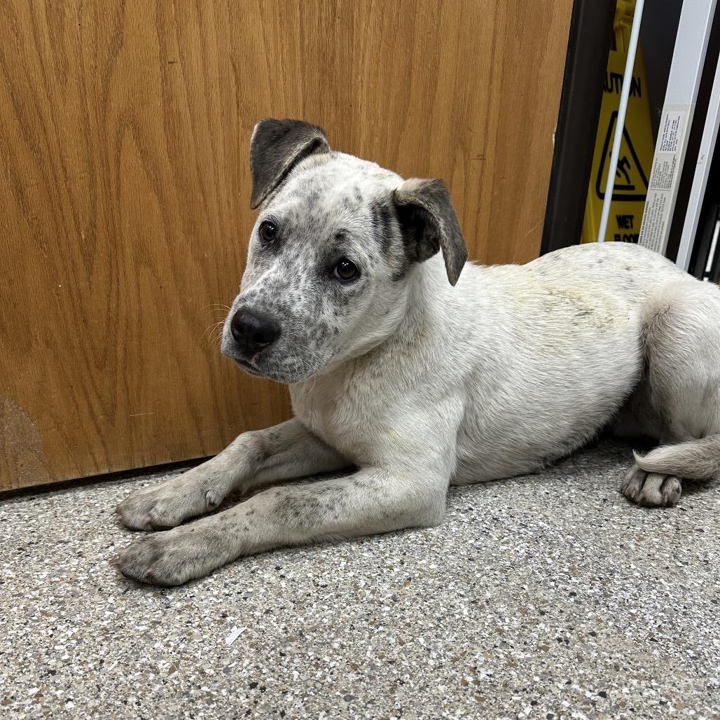 Enlarge Rainier, a Adoptable mixed breed in Detroit Lakes, MN image 6/6