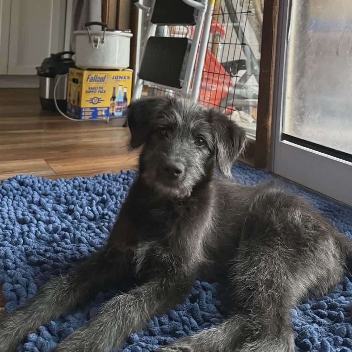 Gravy the Schanuzer Mix Puppy, Adoptable, Puppy Female Schnauzer & Black Labrador Retriever.