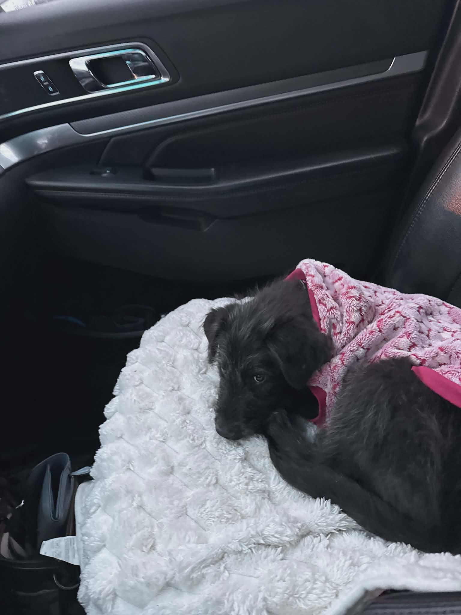 Enlarge Gravy the Schanuzer Mix Puppy, a Adoptable mixed breed in Madison, WI image 6/6