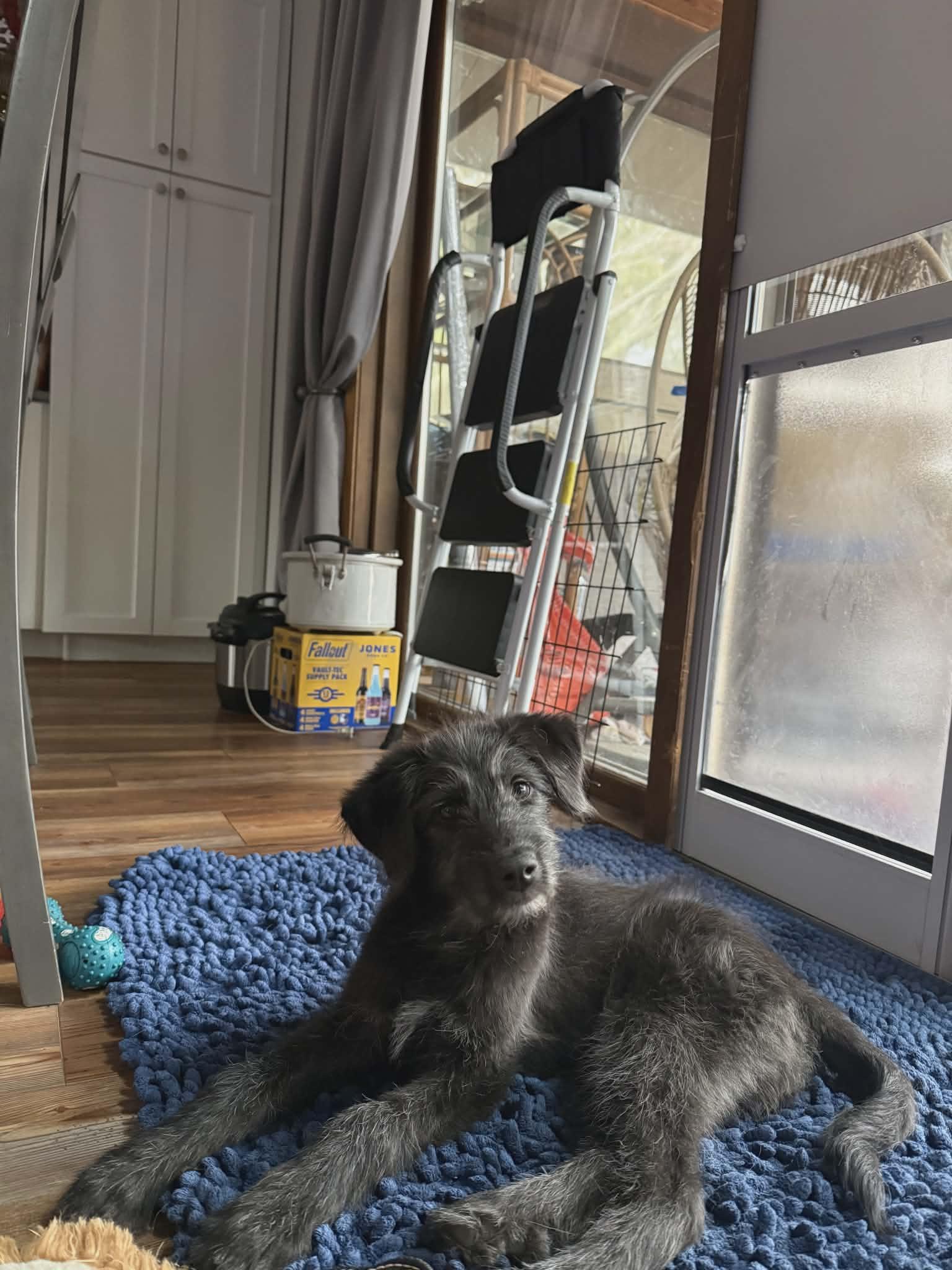 Enlarge Gravy the Schanuzer Mix Puppy, a Adoptable mixed breed in Madison, WI image 5/6