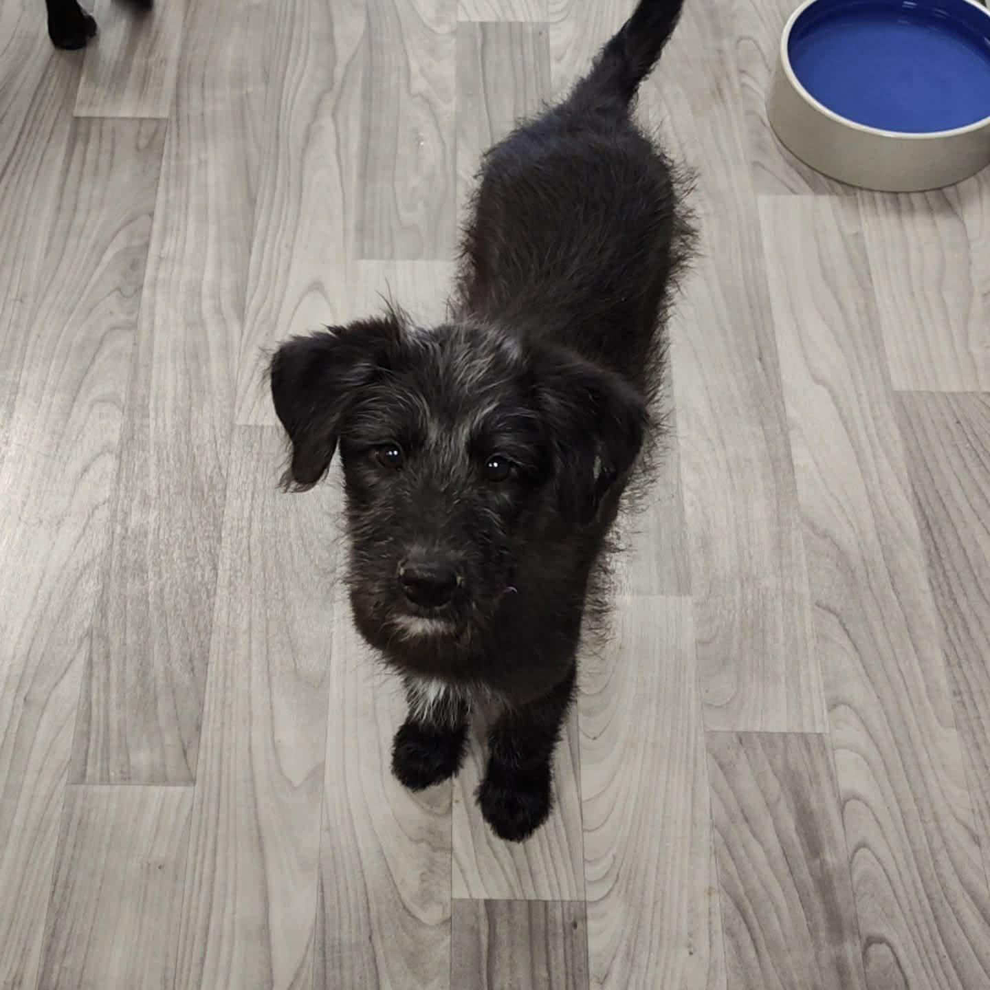 Enlarge Gravy the Schanuzer Mix Puppy, a Adoptable mixed breed in Madison, WI image 4/6