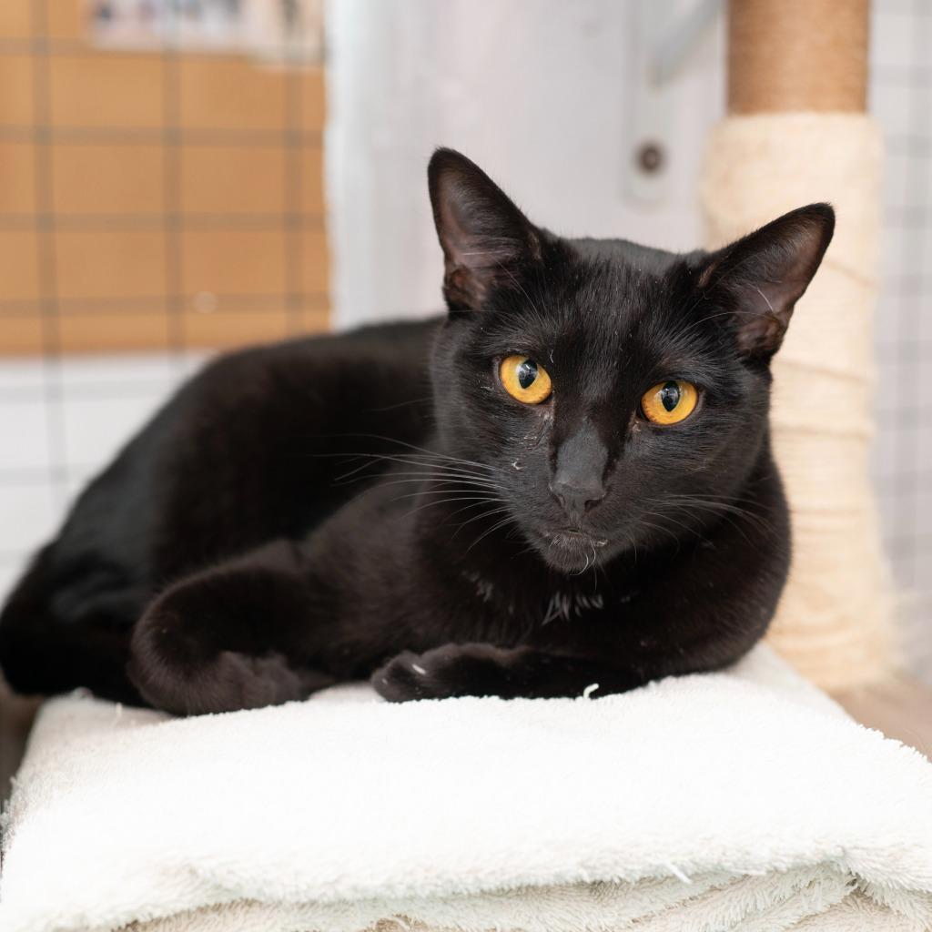 Enlarge Blueberry, a Adoptable mixed breed in Los Angeles, CA image 2/6