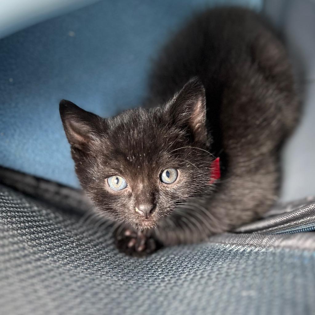 Blueberry, a Adoptable mixed breed in Los Angeles, CA image 2/6