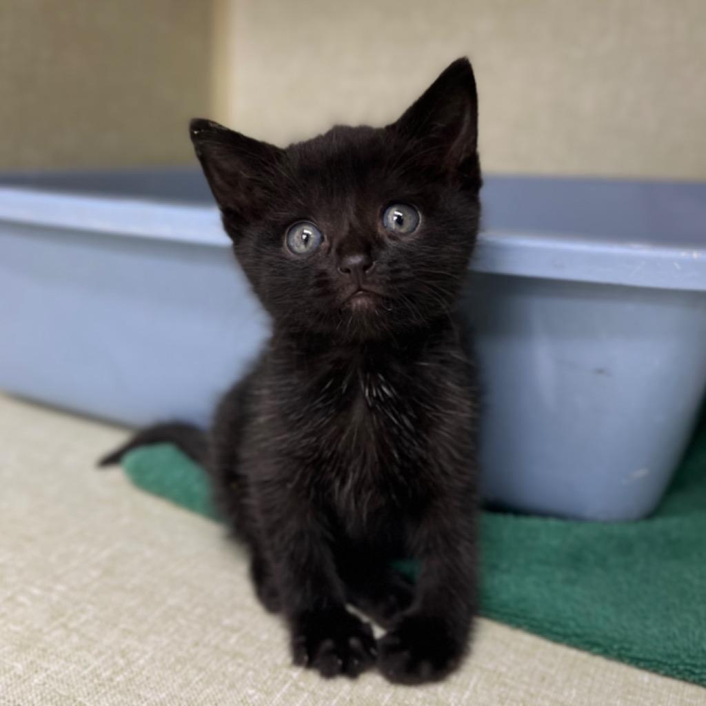 Enlarge Blueberry, a Adoptable mixed breed in Los Angeles, CA image 4/6