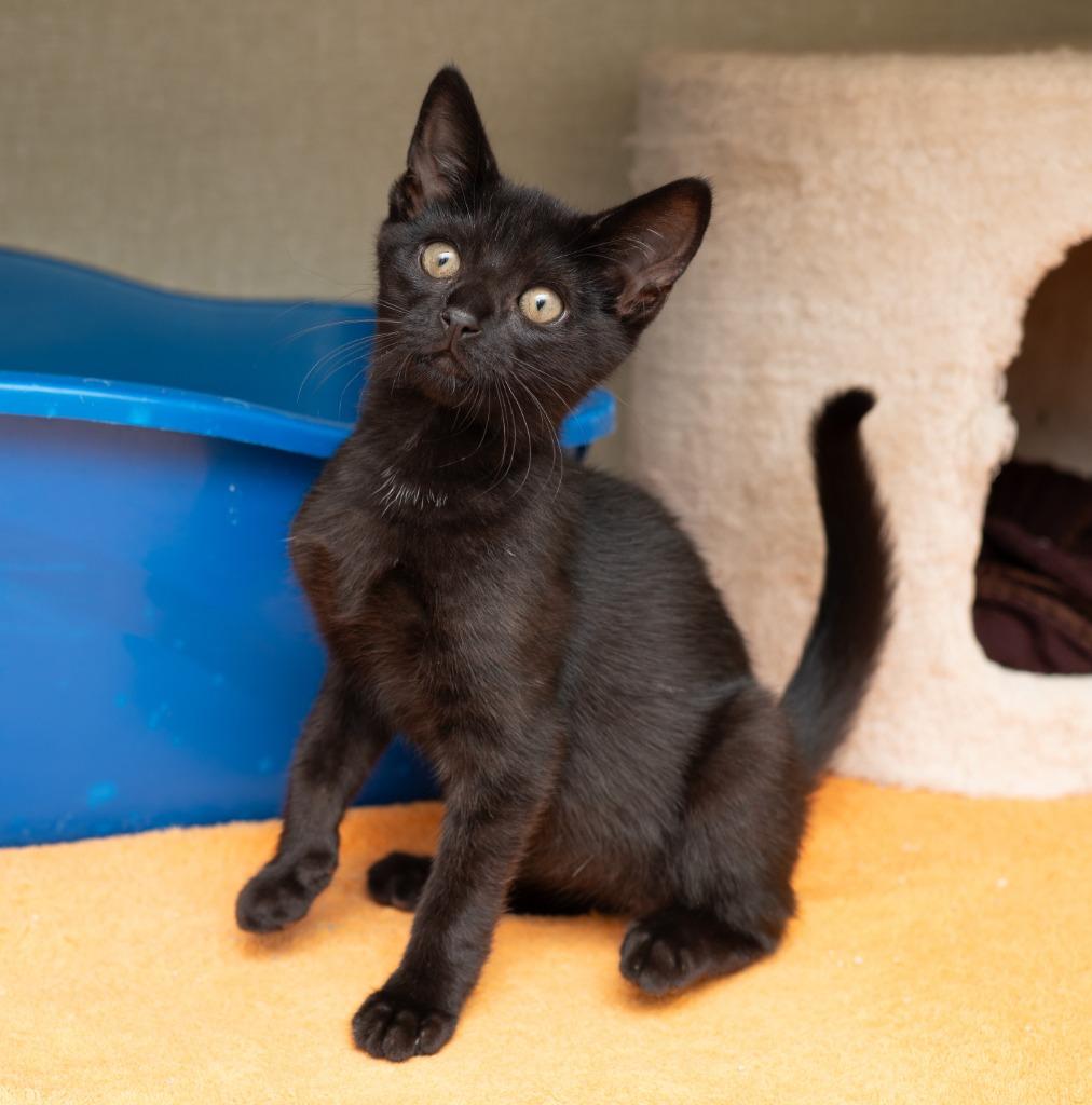 Blueberry, a Adoptable mixed breed in Los Angeles, CA image 3/6