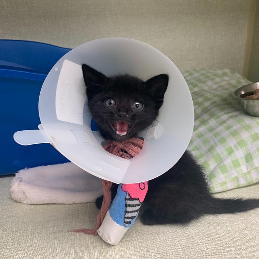 Blueberry, a Adoptable mixed breed in Los Angeles, CA image 4/6