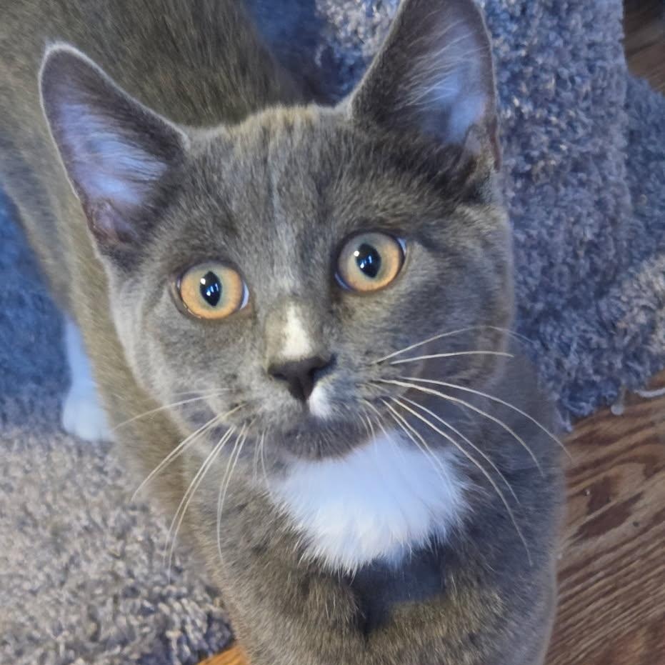 Dorian, an adoptable Domestic Medium Hair in Topsham, ME, 04086 | Photo Image 1