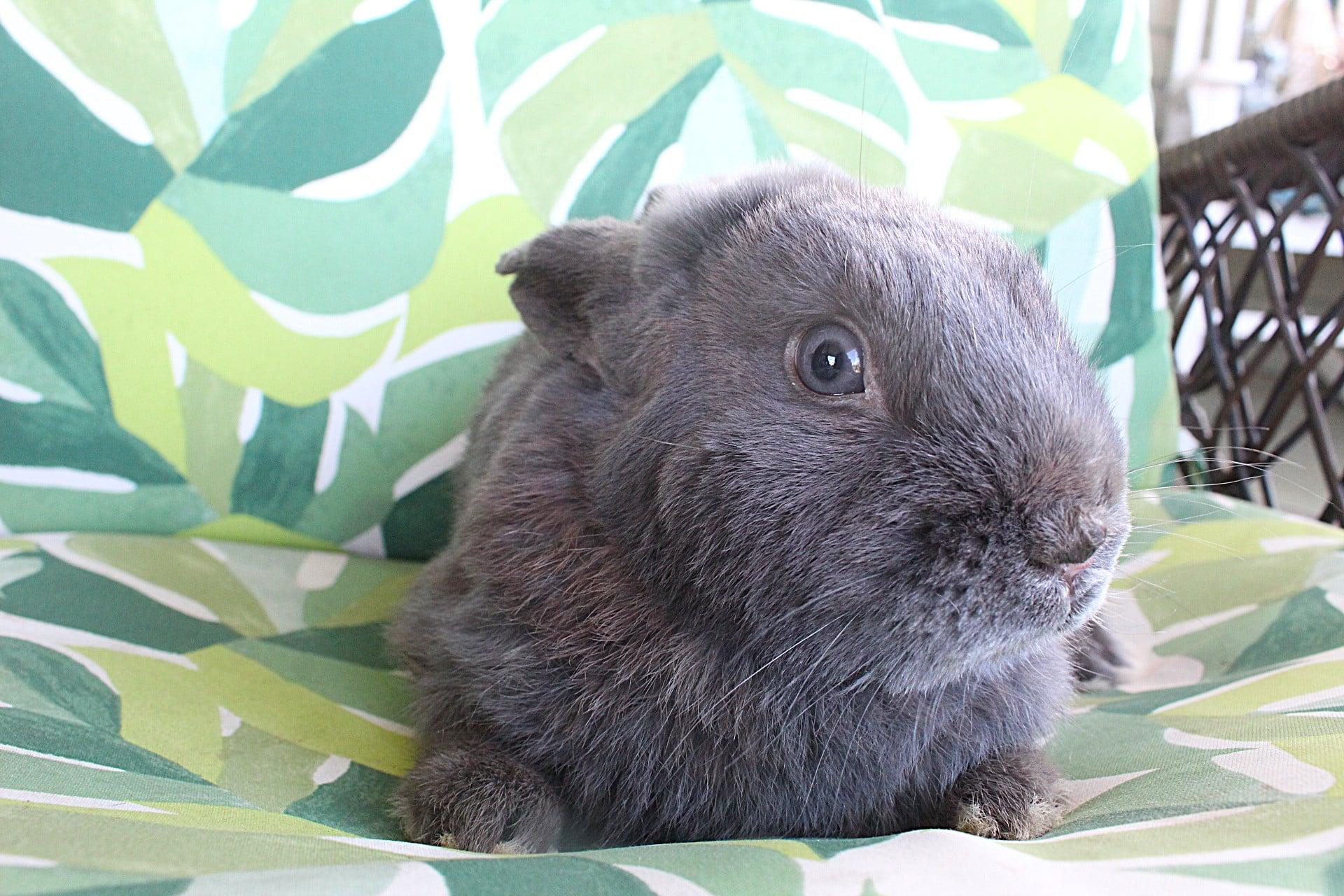 Enlarge Blue, a ADOPTABLE Havana in Hillside, NJ image 2/3