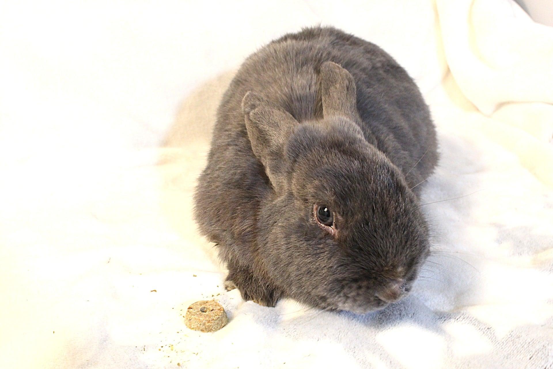 Enlarge Blue, a ADOPTABLE Havana in Hillside, NJ image 3/3