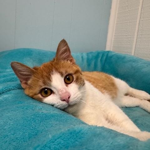 Cream Puff *, a ADOPTABLE Domestic Short Hair in Douglas, MI image 3/5