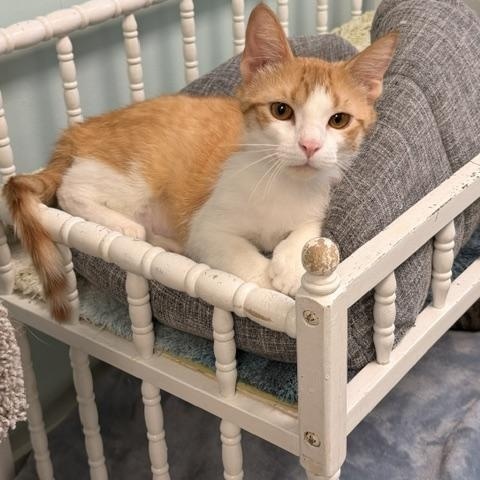 Cream Puff *, ADOPTABLE, Young Male Domestic Short Hair.