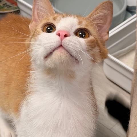 Cream Puff *, a ADOPTABLE Domestic Short Hair in Douglas, MI image 5/5