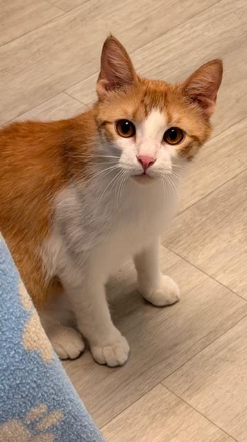 Cream Puff *, a ADOPTABLE Domestic Short Hair in Douglas, MI image 4/5