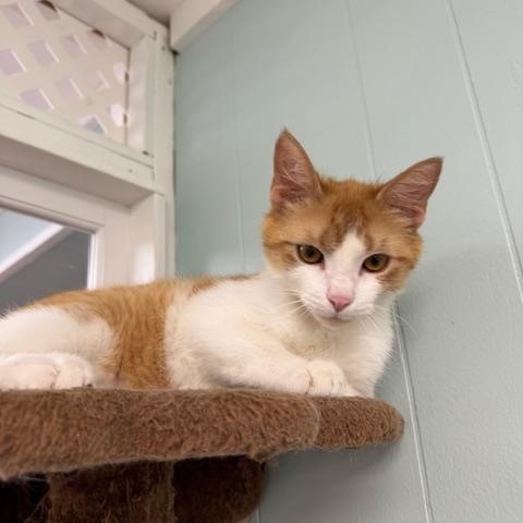 Cream Puff *, a ADOPTABLE Domestic Short Hair in Douglas, MI image 2/5