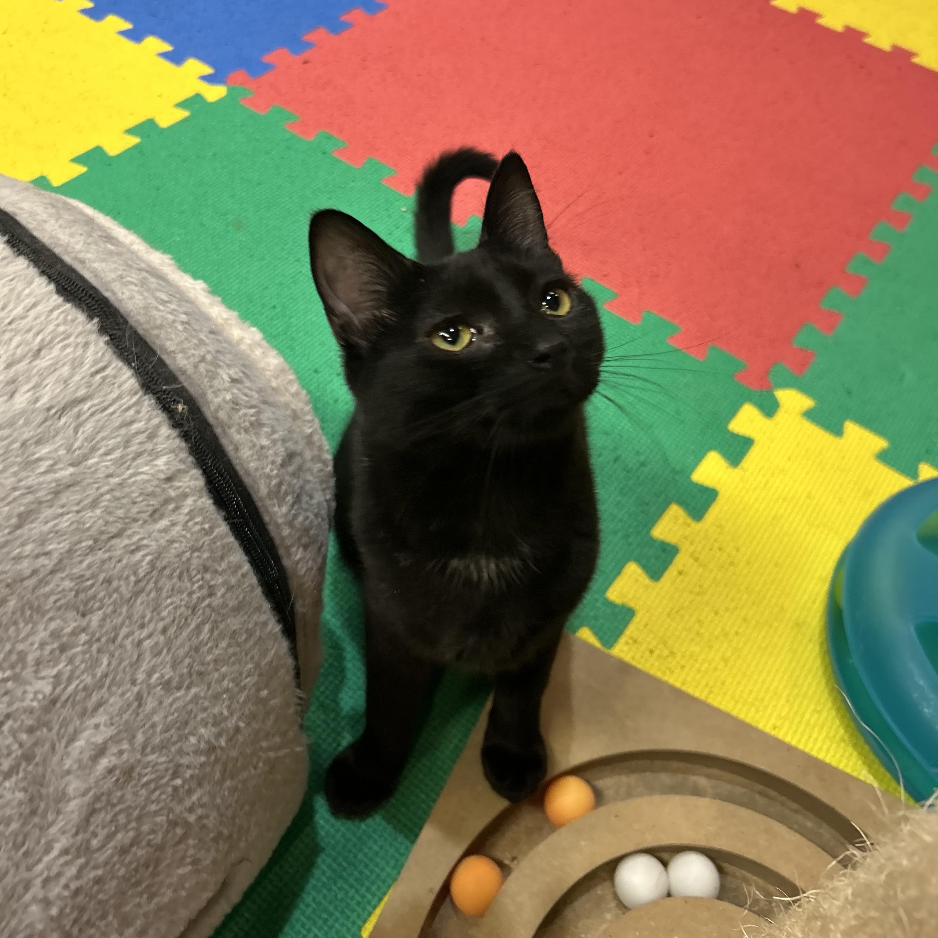 Enlarge Hazel, a Adoptable Domestic Short Hair in Tillamook, OR image 6/6