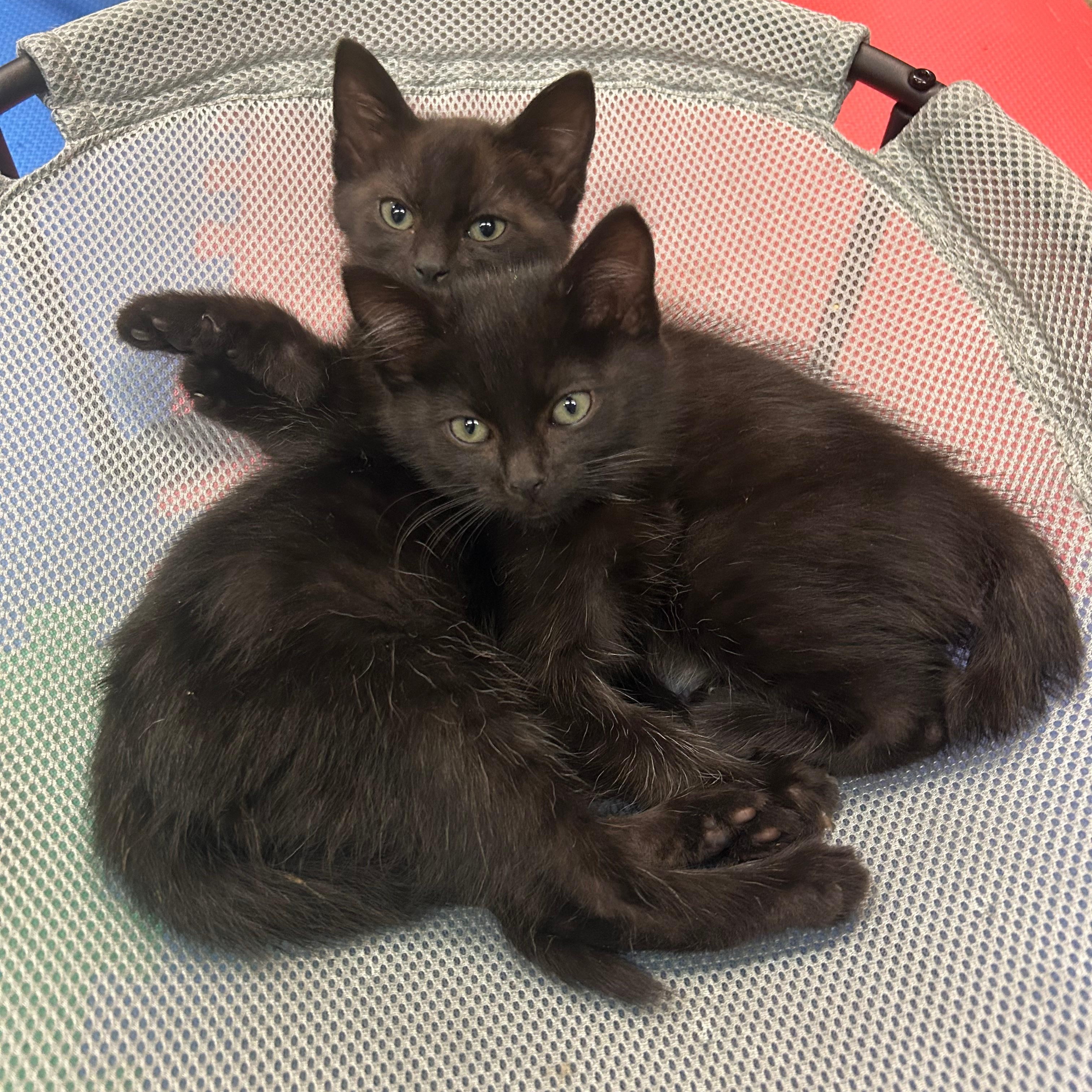 Enlarge Hazel, a Adoptable Domestic Short Hair in Tillamook, OR image 5/6