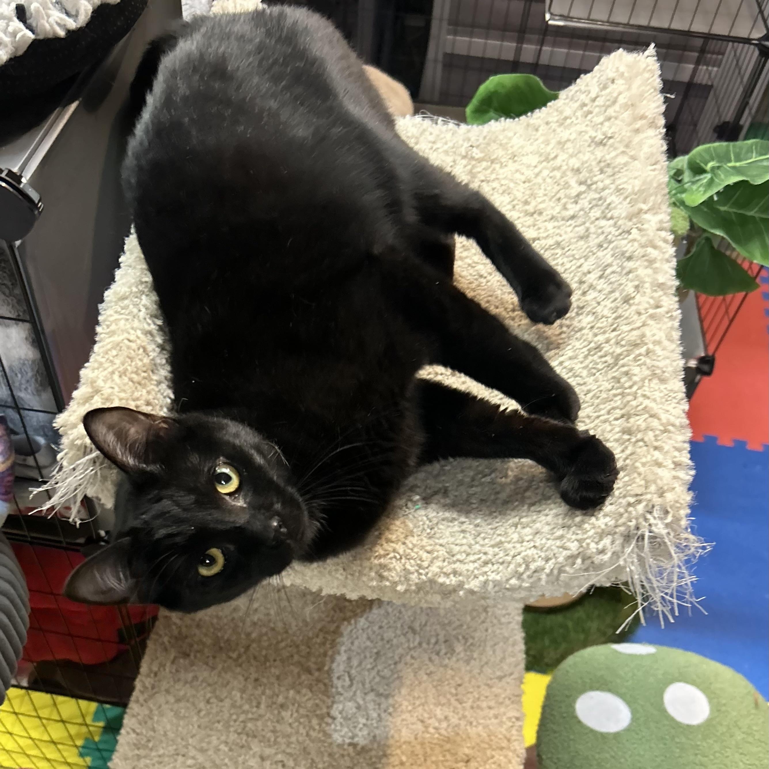 Enlarge Hazel, a Adoptable Domestic Short Hair in Tillamook, OR image 1/6