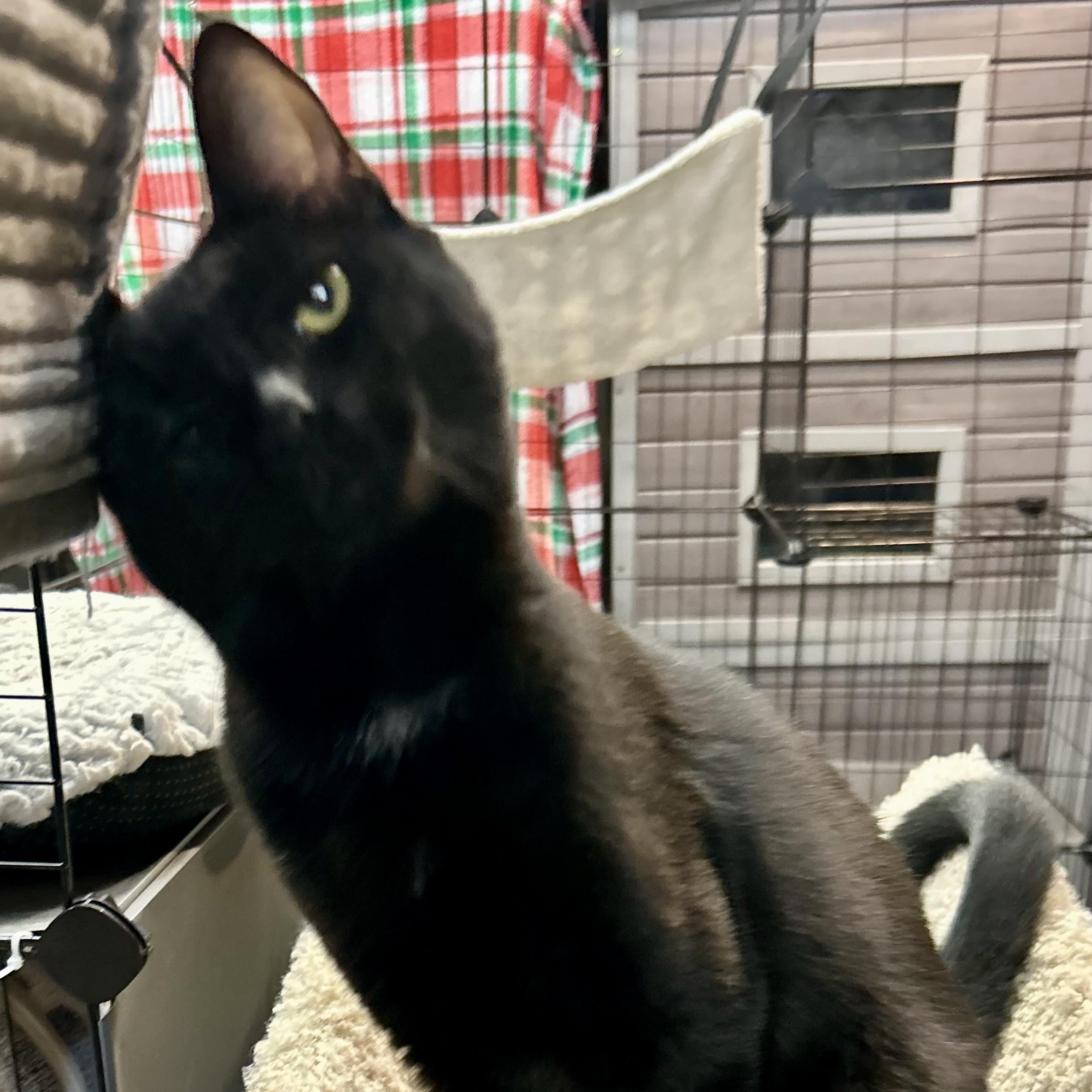 Enlarge Hazel, a Adoptable Domestic Short Hair in Tillamook, OR image 2/6