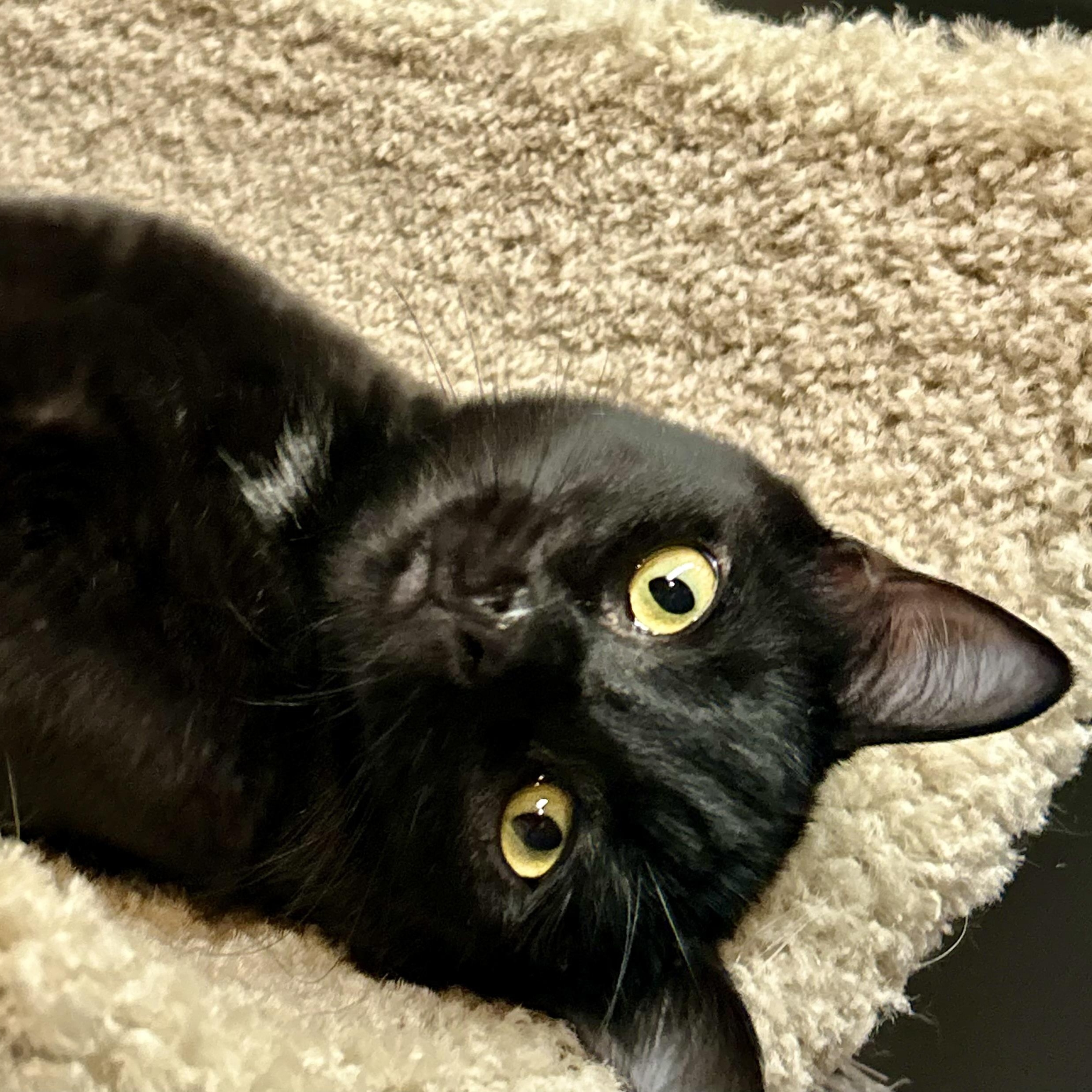 Enlarge Hazel, a Adoptable Domestic Short Hair in Tillamook, OR image 3/6