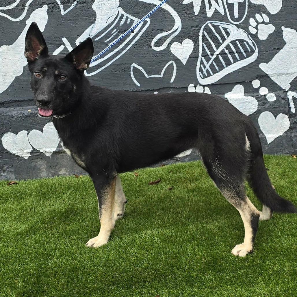 FOSTER NEEDED - Shelby, Adoptable, Young Female German Shepherd Dog & Mixed Breed.