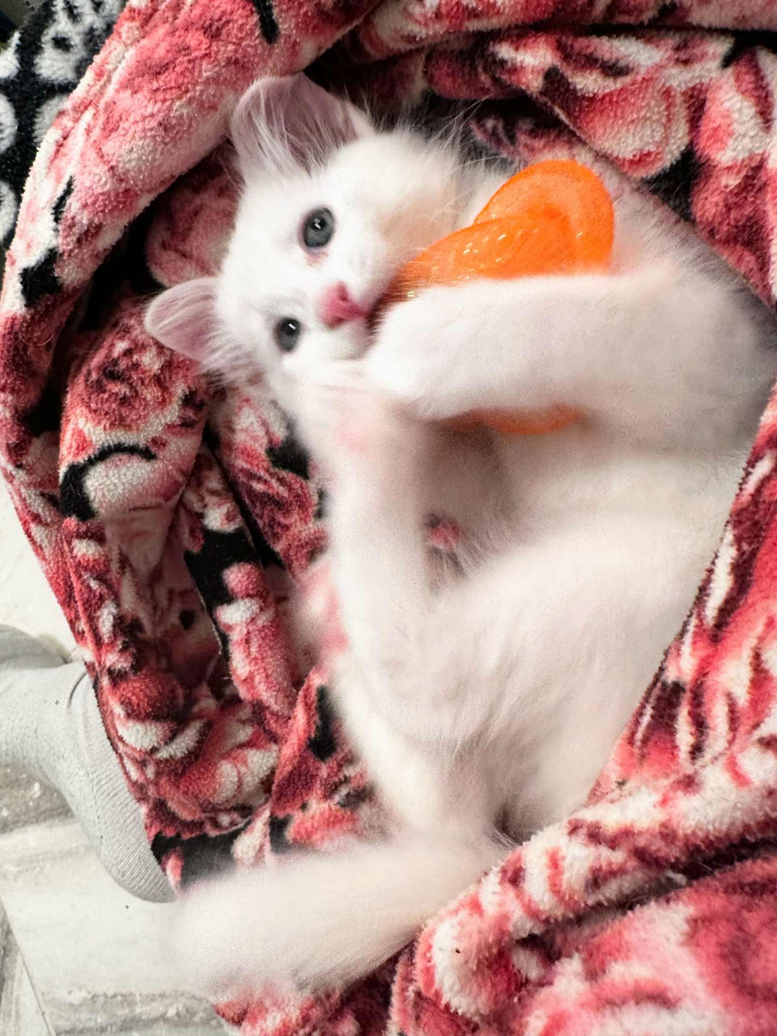 Wally and Velvet (must be adopted together)
