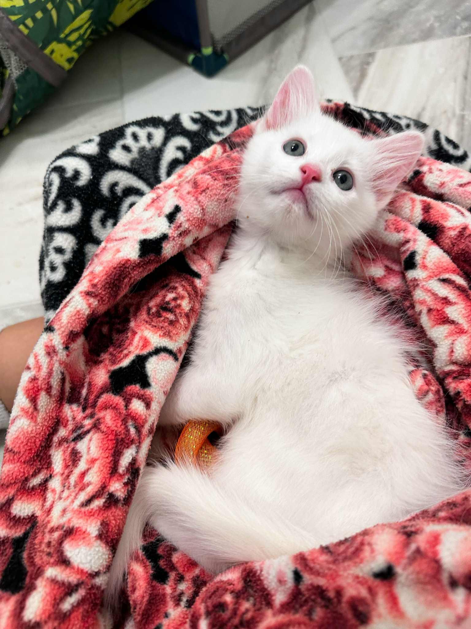 Wally and Velvet (must be adopted together)