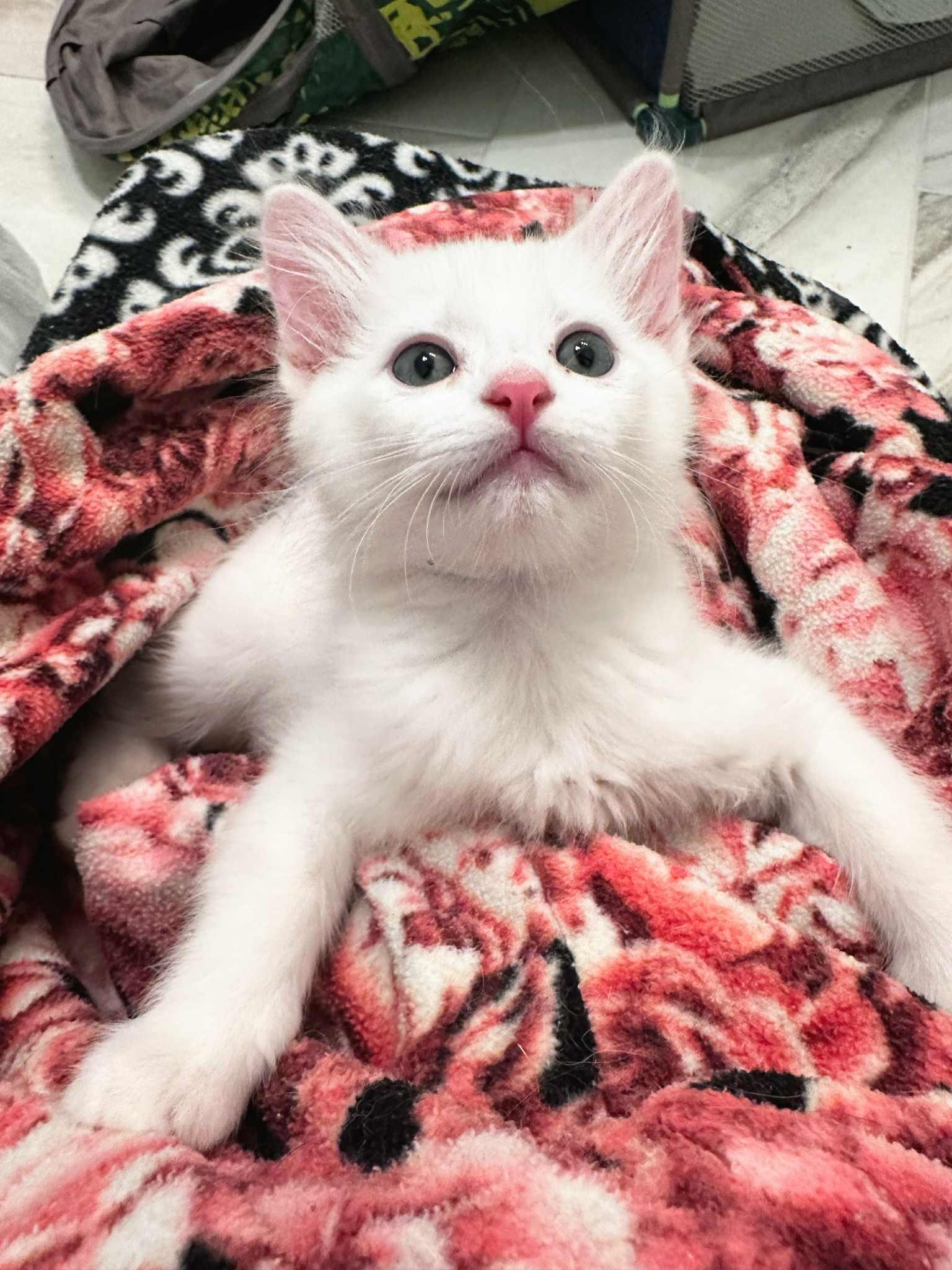 Wally and Velvet (must be adopted together)