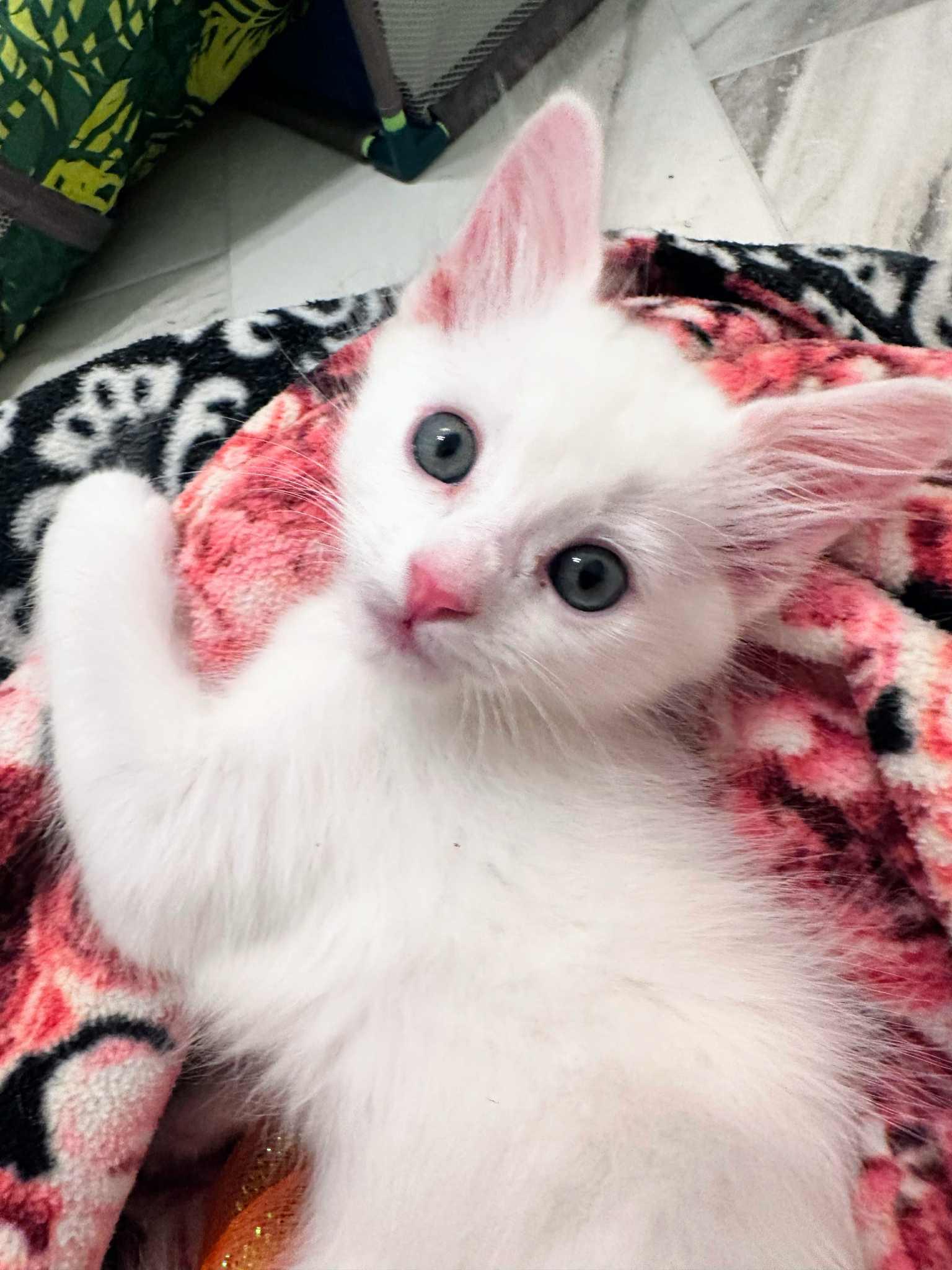 Wally and Velvet (must be adopted together)