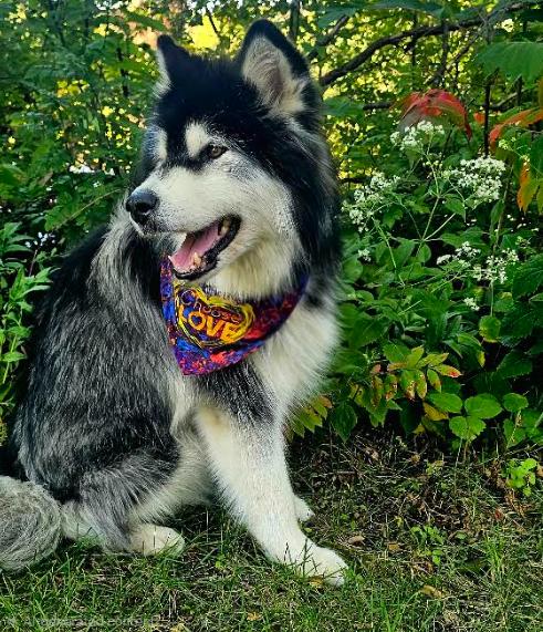 Enlarge Maddy, a Adopted Alaskan Malamute in Brooklyn Center, MN image 1/3