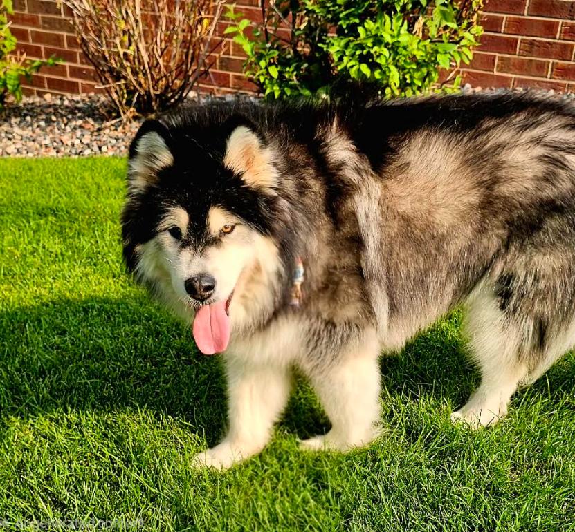 Enlarge Maddy, a Adopted Alaskan Malamute in Brooklyn Center, MN image 2/3