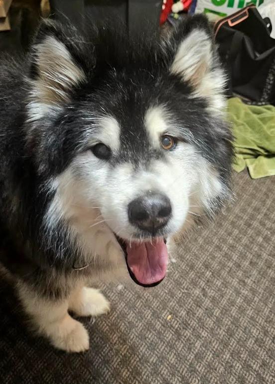 Enlarge Maddy, a Adopted Alaskan Malamute in Brooklyn Center, MN image 3/3