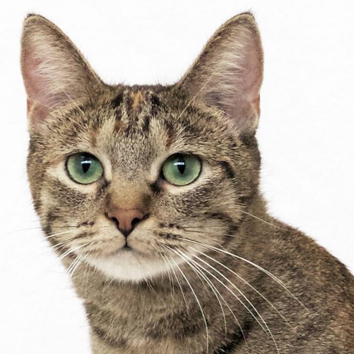 Indiana, a Adoptable Domestic Short Hair in St. Louis, MO image 1/6