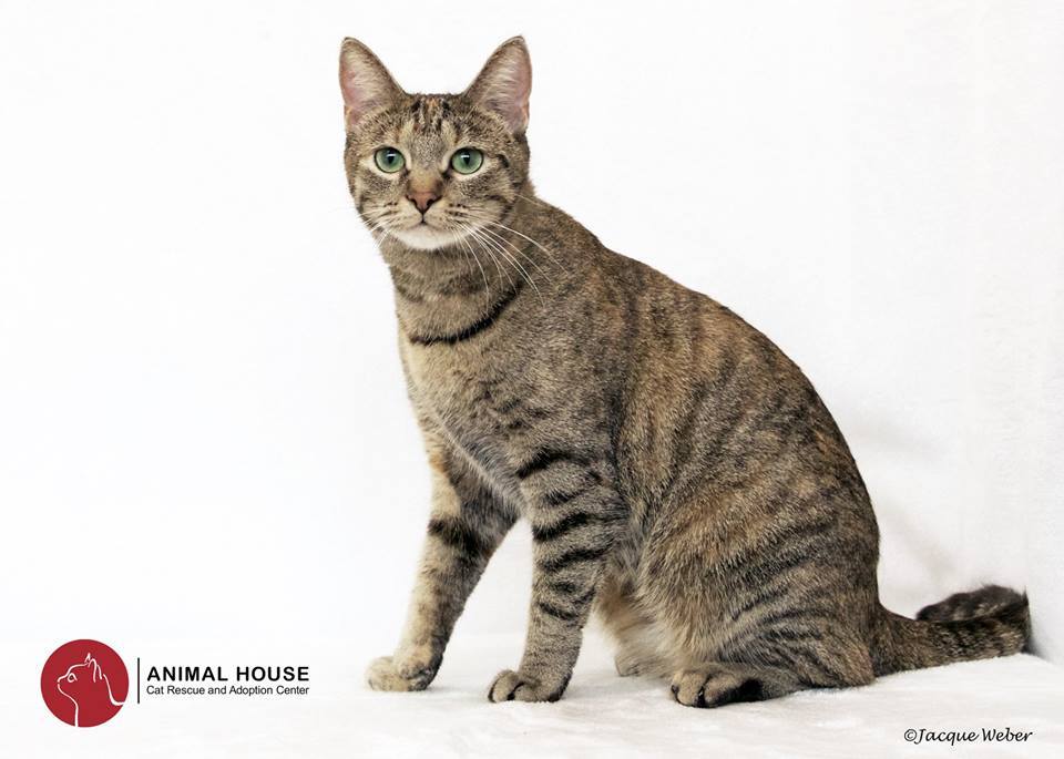 Indiana, a Adoptable Domestic Short Hair in St. Louis, MO image 2/6