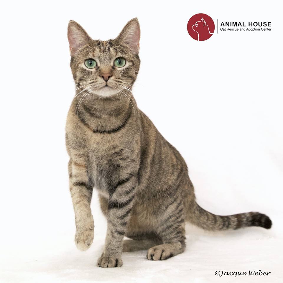 Indiana, a Adoptable Domestic Short Hair in St. Louis, MO image 3/6