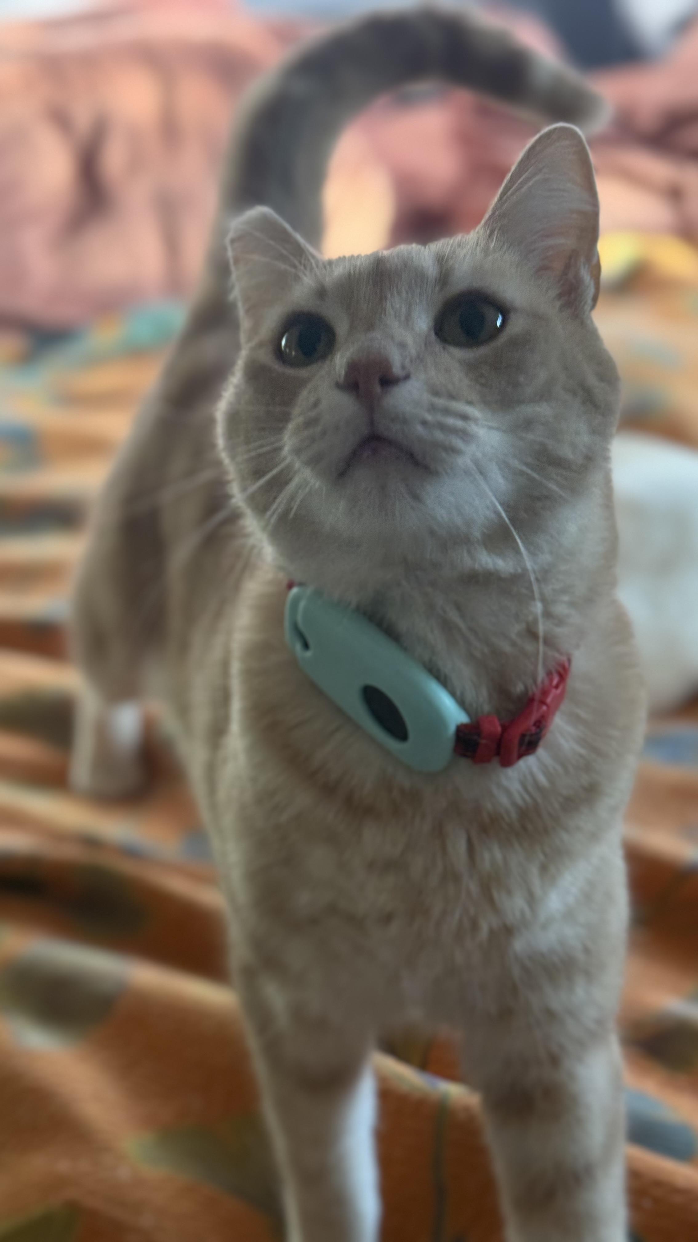 Enlarge Timothée Chalameow, an adopted Domestic Short Hair in Sherman Oaks, CA image 4/6