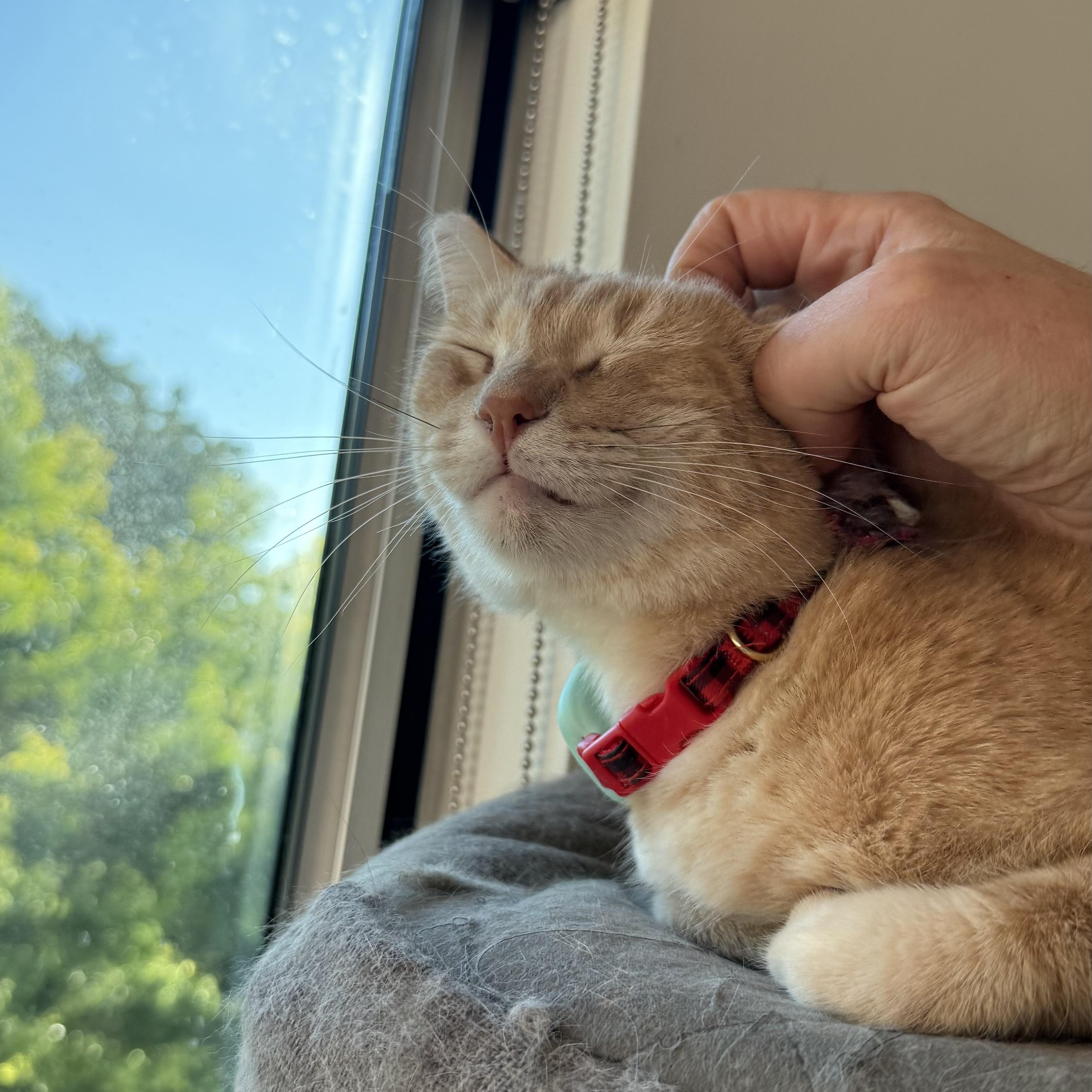 Enlarge Timothée Chalameow, an adopted Domestic Short Hair in Sherman Oaks, CA image 3/6