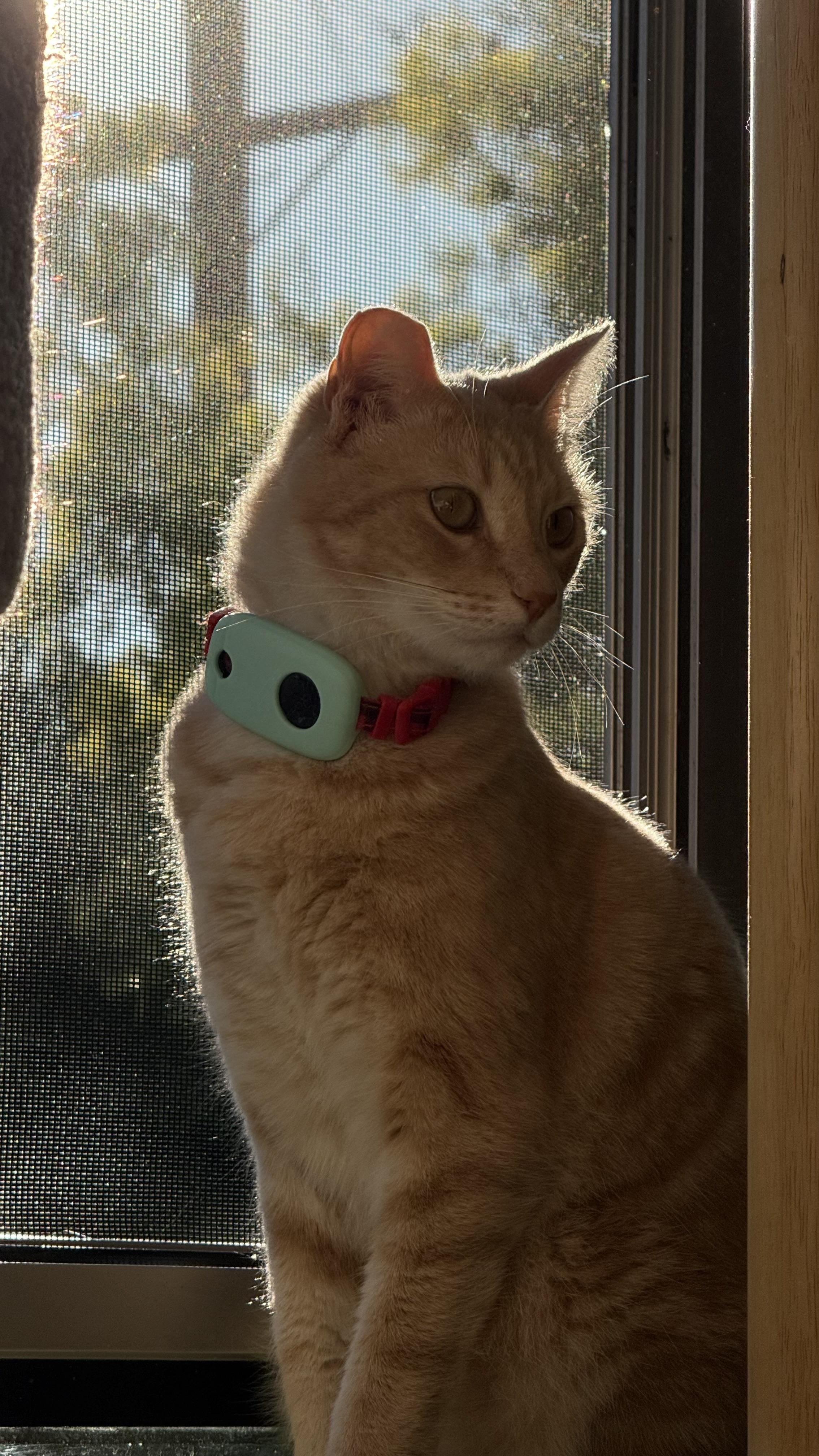 Enlarge Timothée Chalameow, an adopted Domestic Short Hair in Sherman Oaks, CA image 5/6