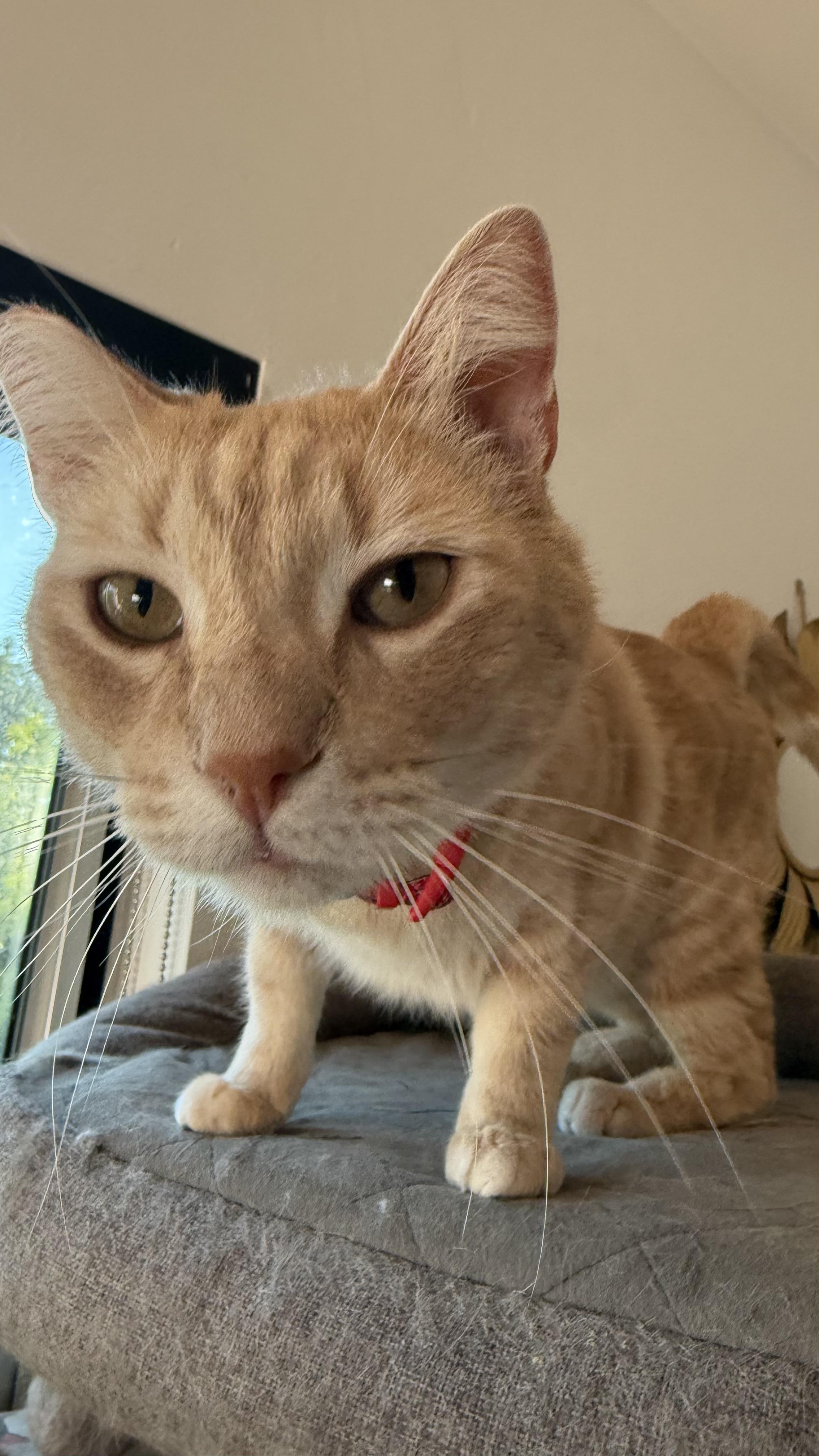 Enlarge Timothée Chalameow, an adopted Domestic Short Hair in Sherman Oaks, CA image 1/6