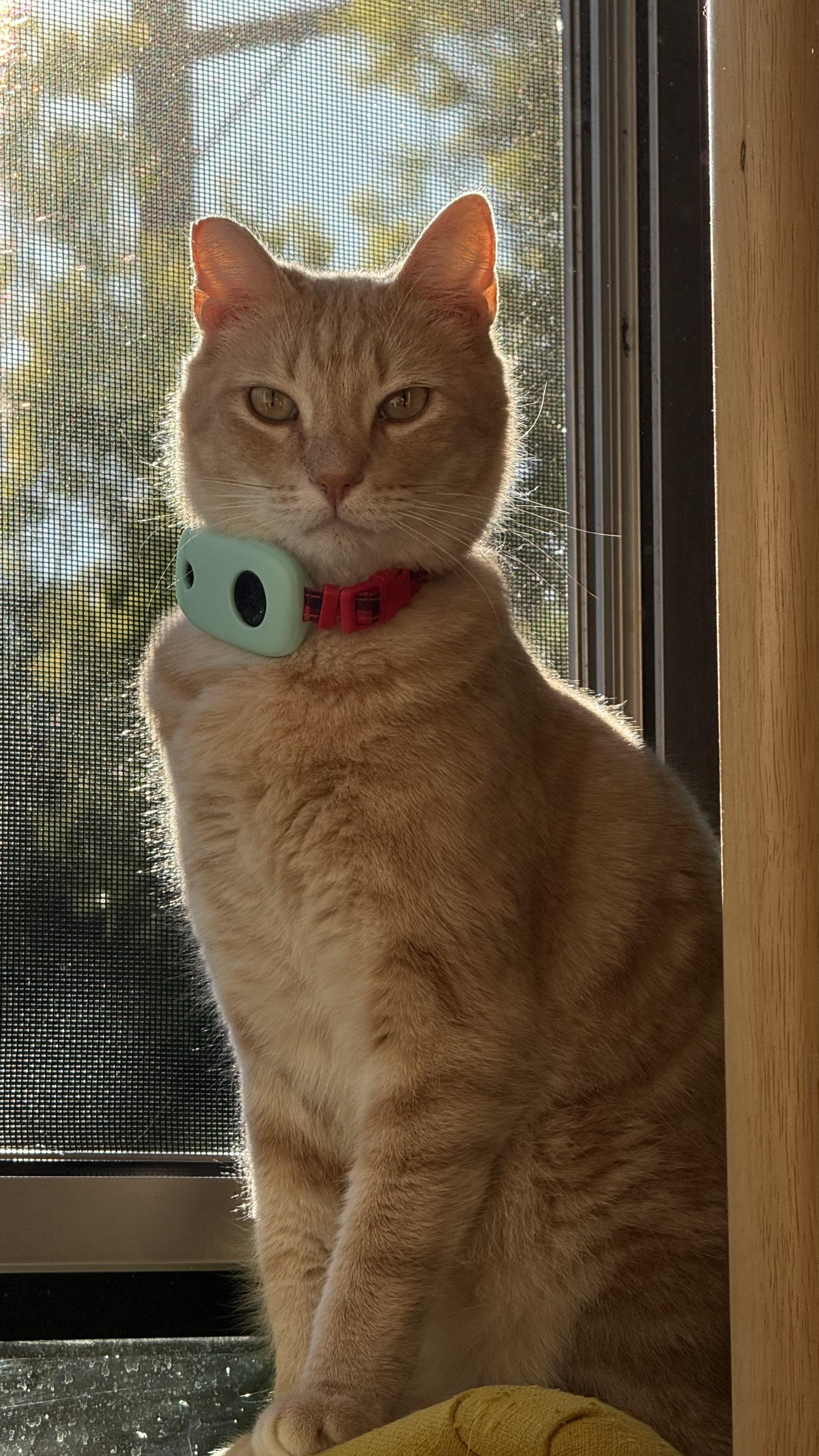 Enlarge Timothée Chalameow, an adopted Domestic Short Hair in Sherman Oaks, CA image 2/6