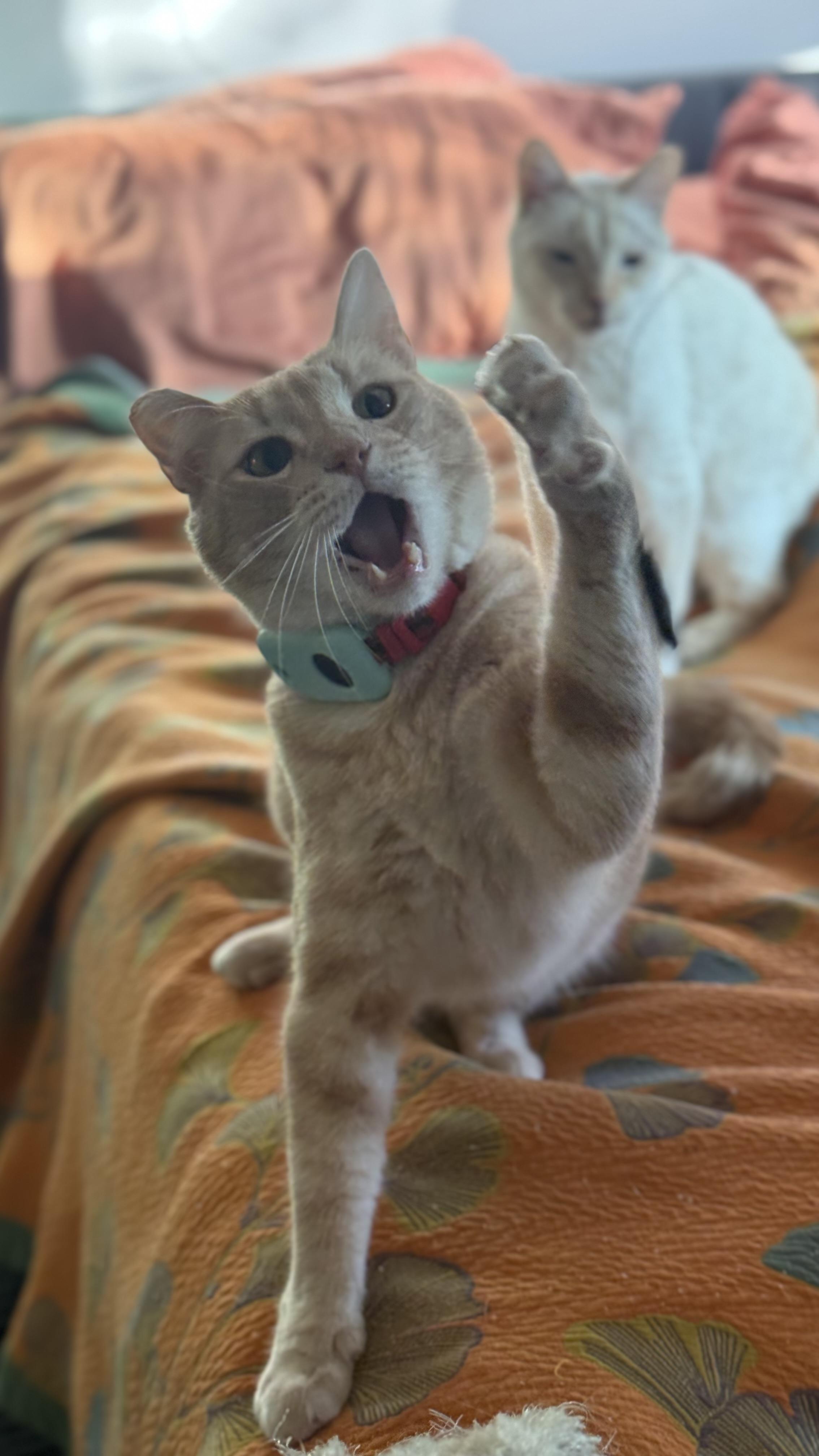 Enlarge Timothée Chalameow, an adopted Domestic Short Hair in Sherman Oaks, CA image 6/6