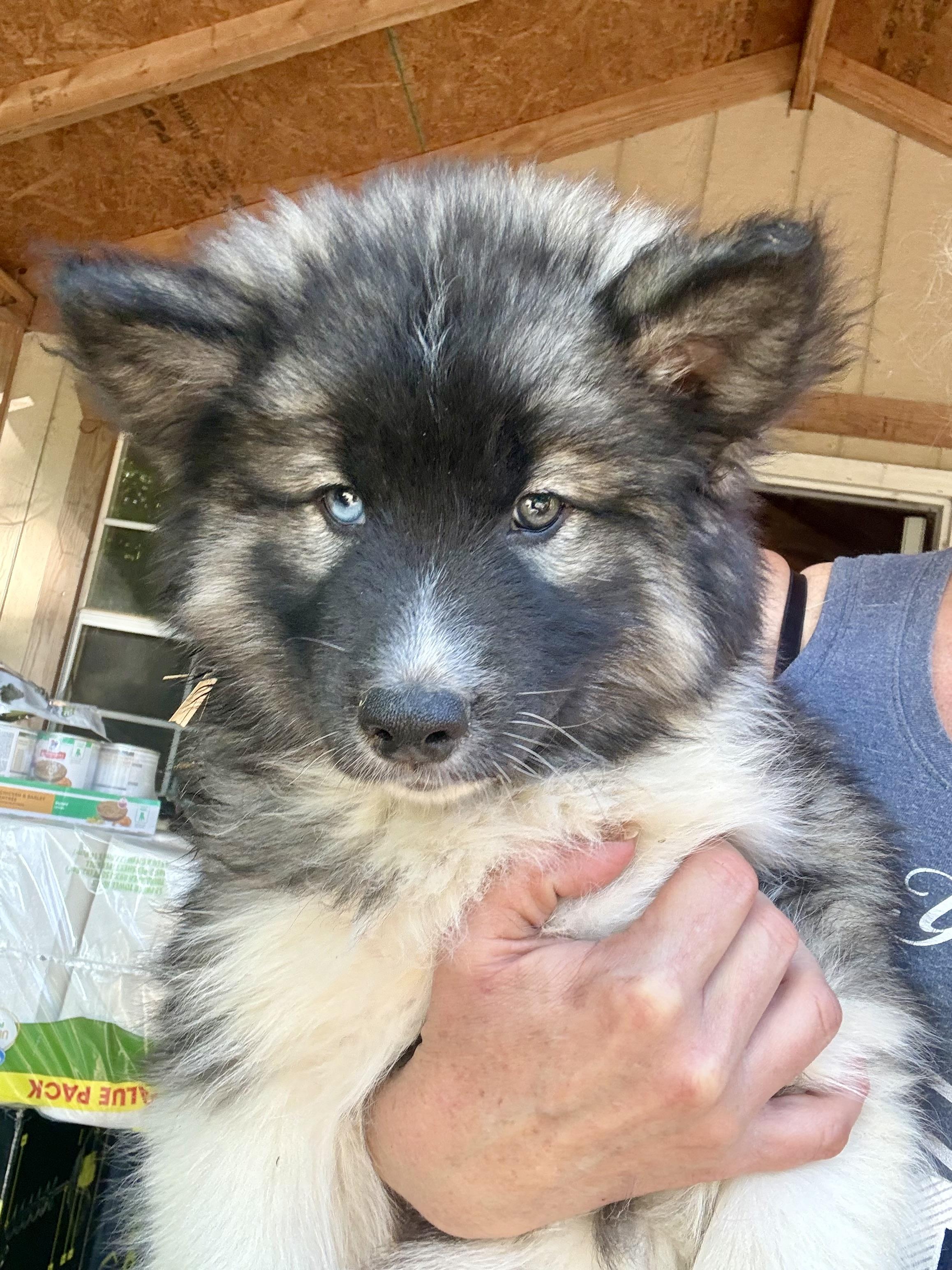 Wade, adopted, Puppy Male Siberian Husky.