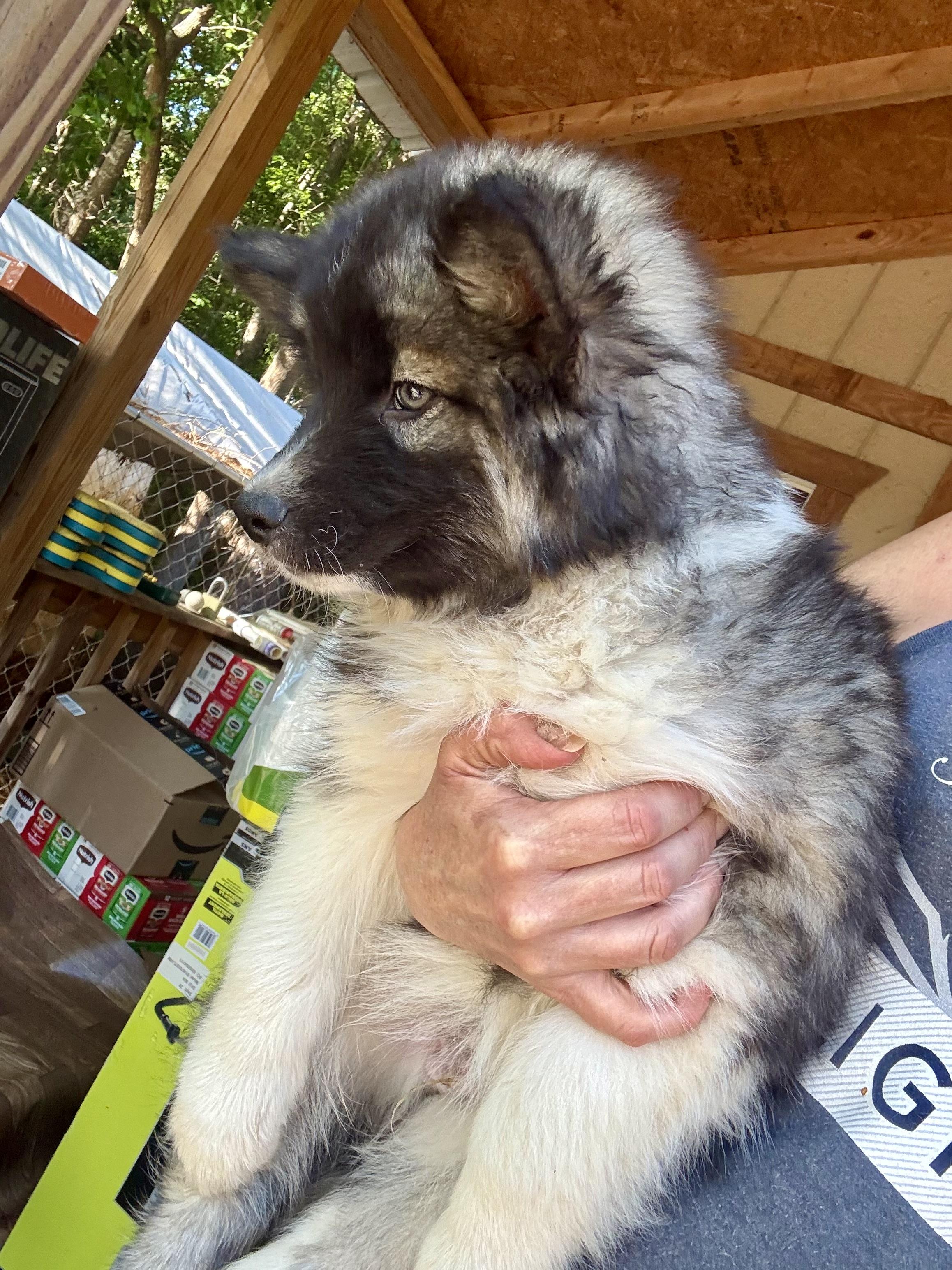 Wade, an adopted Siberian Husky in Grove city, OH image 2/3