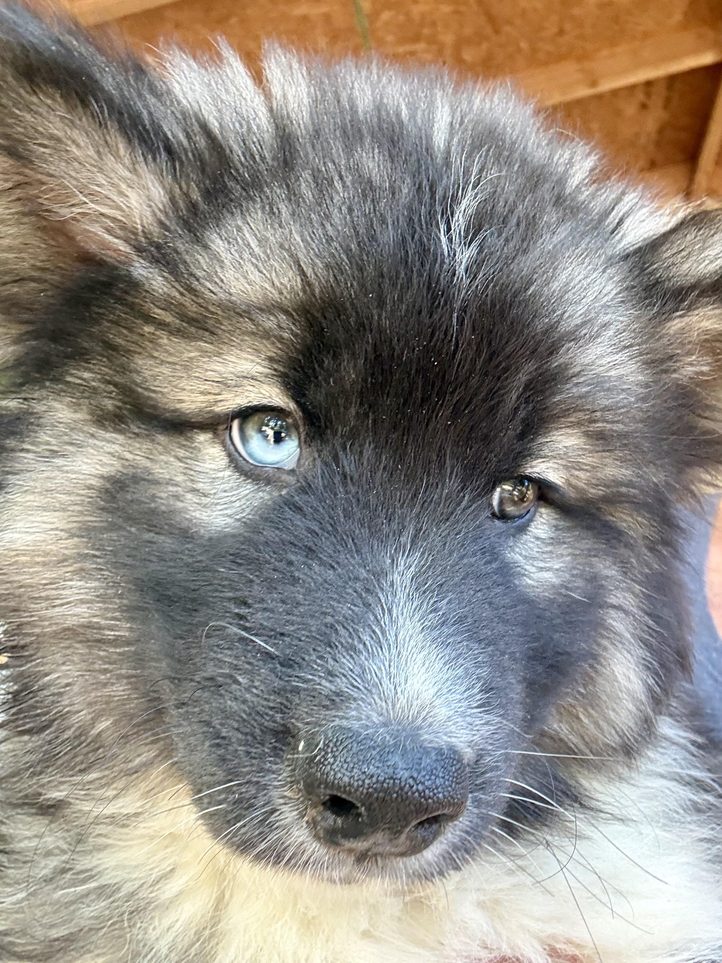 Wade, an adopted Siberian Husky in Grove city, OH image 3/3