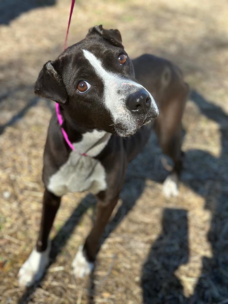 Chloe, Adoptable, Adult Female Mixed Breed.