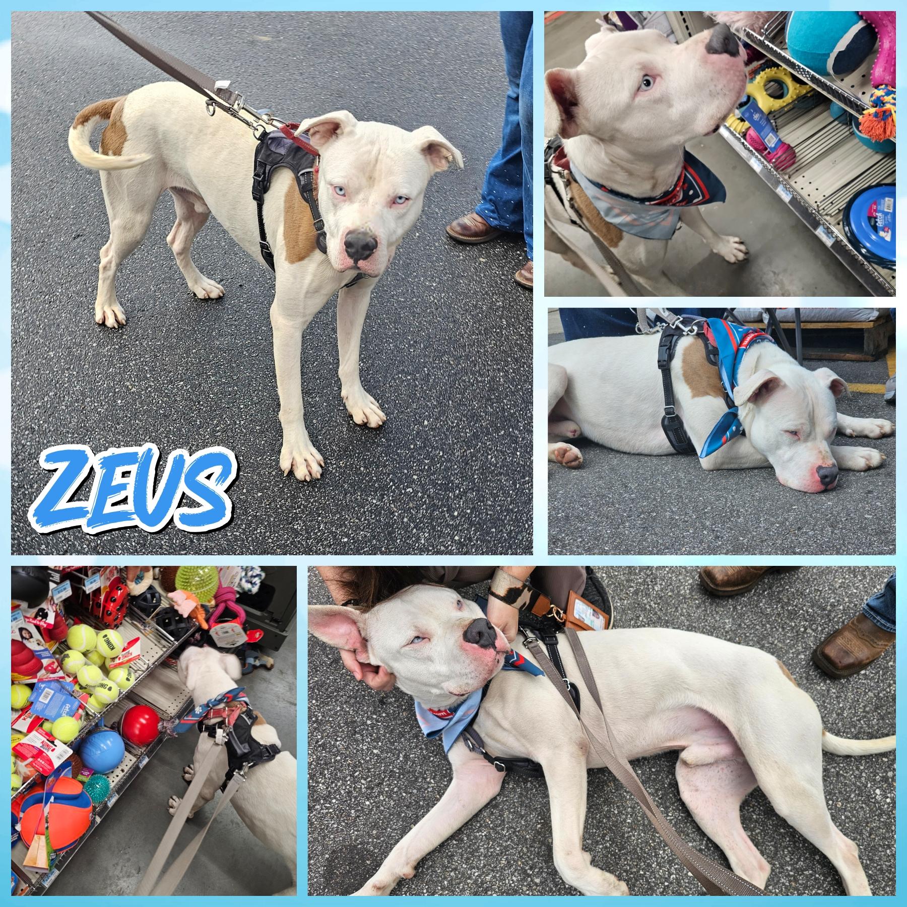 Zeus